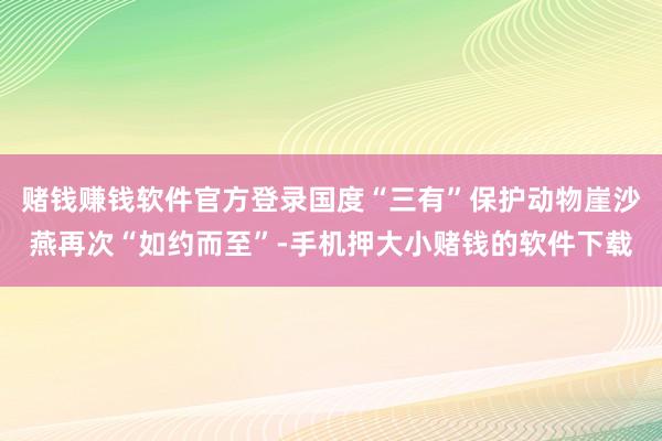 赌钱赚钱软件官方登录国度“三有”保护动物崖沙燕再次“如约而至”-手机押大小赌钱的软件下载